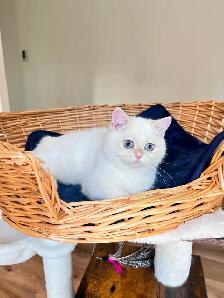 British Shorthair Golden Lilac Colorpoint Kitten / Blue Eyes - Photo 2
