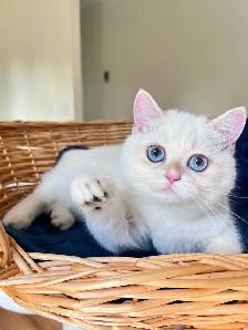 British Shorthair Golden Lilac Colorpoint Kitten / Blue Eyes - Photo 3