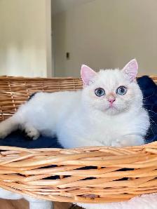 British Shorthair Golden Lilac Colorpoint Kitten / Blue Eyes - Photo 4