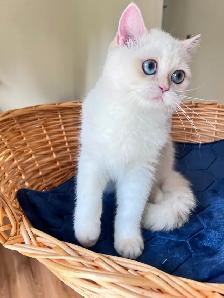 British Shorthair Golden Lilac Colorpoint Kitten / Blue Eyes - Photo 5