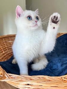 British Shorthair Golden Lilac Colorpoint Kitten / Blue Eyes - Photo 6