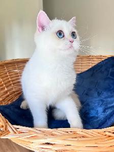British Shorthair Golden Lilac Colorpoint Kitten / Blue Eyes - Photo 7