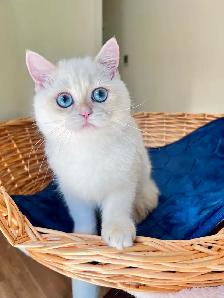 British Shorthair Golden Lilac Colorpoint Kitten / Blue Eyes - Photo 9
