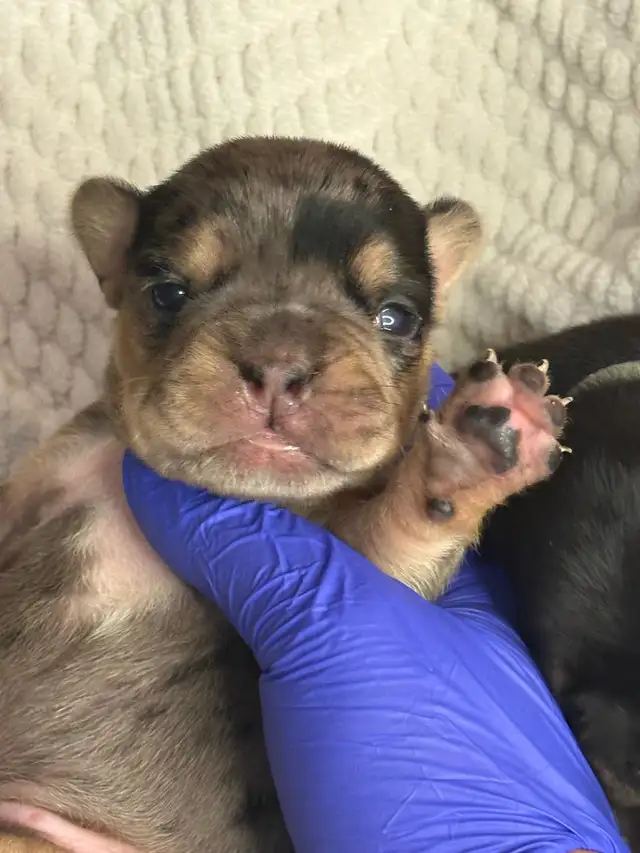 Frenchie Puppies