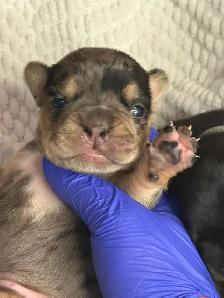 Frenchie Puppies