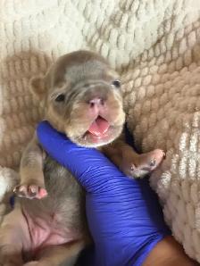 Frenchie Puppies - Photo 2