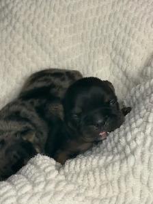 Frenchie Puppies - Photo 3