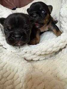 Frenchie Puppies - Photo 5