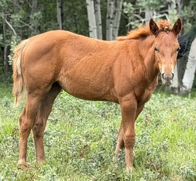 2026 Sorrel AQHA Filly