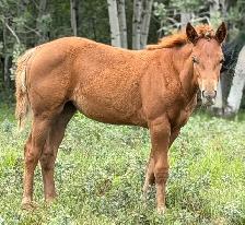2026 Sorrel AQHA Filly