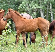 2026 Sorrel AQHA Filly - Photo 2