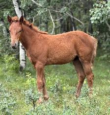 2026 Sorrel AQHA Filly - Photo 3