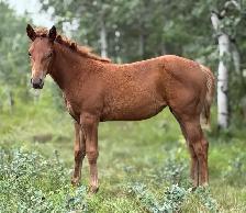 2026 Sorrel AQHA Filly - Photo 4