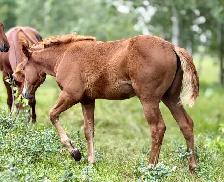 2026 Sorrel AQHA Filly - Photo 5
