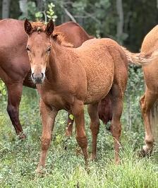 2026 Sorrel AQHA Filly - Photo 6