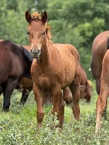 2026 Sorrel AQHA Filly - Photo 7