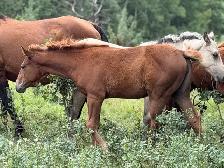 2026 Sorrel AQHA Filly - Photo 8