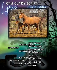 2026 Sorrel AQHA Filly - Photo 10