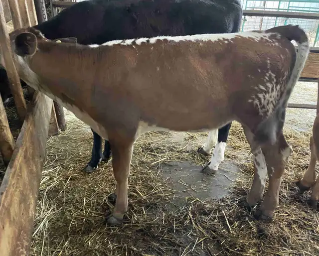 speckled park/ jersey heifer