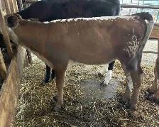 speckled park/ jersey heifer