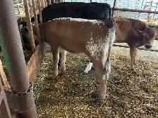 speckled park/ jersey heifer - Photo 2