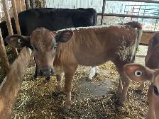 speckled park/ jersey heifer - Photo 3