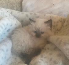 GORGEOUS BABY WHITEMITTTED & CHOCOLATEPOINT RAGDOLLS! - Photo 3