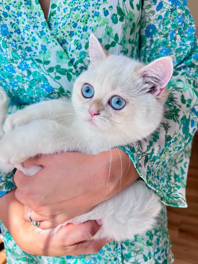Golden Lilac Colorpoint  British shorthair kitten