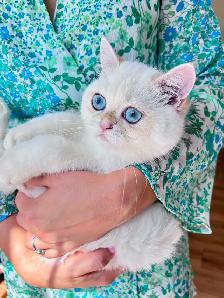 Golden Lilac Colorpoint  British shorthair kitten