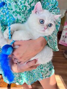 Golden Lilac Colorpoint  British shorthair kitten - Photo 2