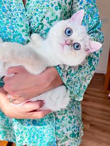 Golden Lilac Colorpoint  British shorthair kitten - Photo 3