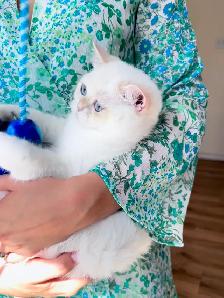 Golden Lilac Colorpoint  British shorthair kitten - Photo 4