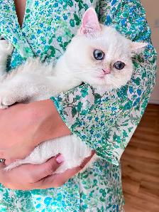 Golden Lilac Colorpoint  British shorthair kitten - Photo 5