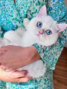 Golden Lilac Colorpoint  British shorthair kitten - Photo 6