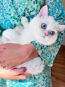 Golden Lilac Colorpoint  British shorthair kitten - Photo 7