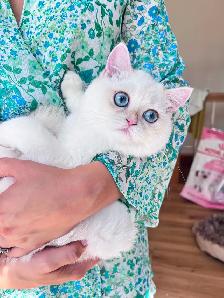 Golden Lilac Colorpoint  British shorthair kitten - Photo 8