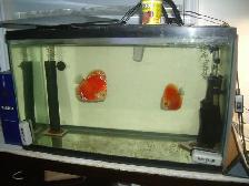 FOR SALE DISCUS PAIRS AND 25 GALLON SET UP $275