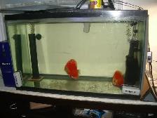 FOR SALE DISCUS PAIRS AND 25 GALLON SET UP $275 - Photo 2