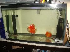 FOR SALE DISCUS PAIRS AND 25 GALLON SET UP $275 - Photo 3