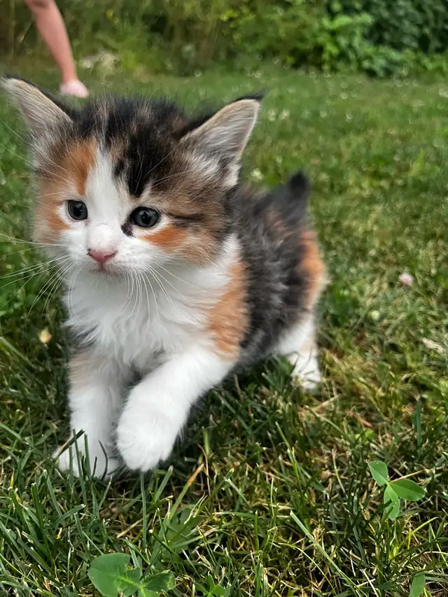 Maine coon cross kittens for sale