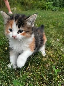 Maine coon cross kittens for sale