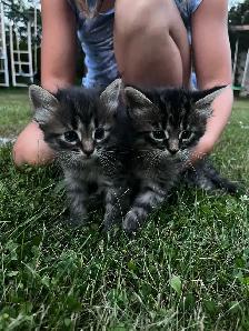 Maine coon cross kittens for sale - Photo 2