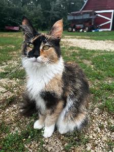 Maine coon cross kittens for sale - Photo 3