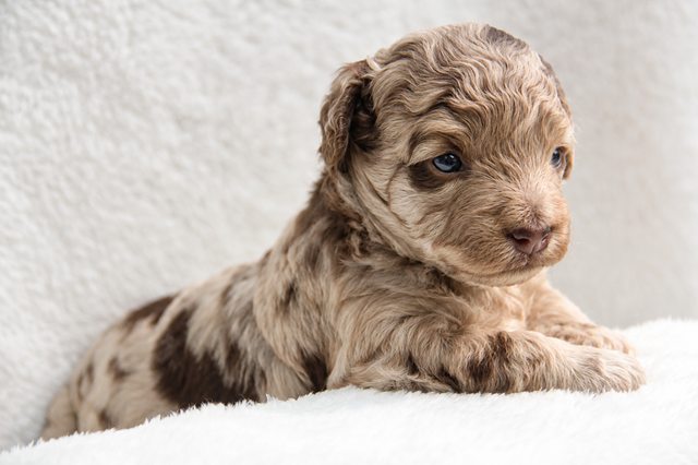 Coton Mix  Pups Rare Merle  - Therapy Dog Potential
