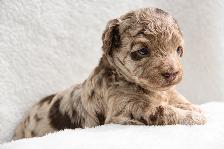 Coton Mix  Pups Rare Merle  - Therapy Dog Potential