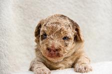 Coton Mix  Pups Rare Merle  - Therapy Dog Potential - Photo 2