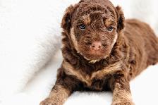 Coton Mix  Pups Rare Merle  - Therapy Dog Potential - Photo 3