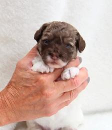 Coton Mix  Pups Rare Merle  - Therapy Dog Potential - Photo 4