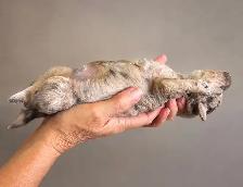 Coton Mix  Pups Rare Merle  - Therapy Dog Potential - Photo 5