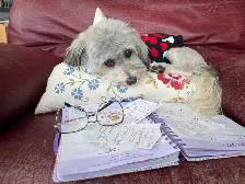 Coton Mix  Pups Rare Merle  - Therapy Dog Potential - Photo 6